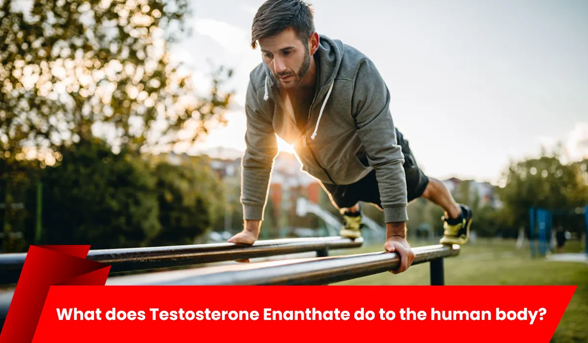 What does Testosterone Enanthate do to the human body?